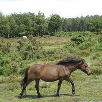Der New Forest ist das älteste königliche Jagdrevier Englands, in denen die halbwilden Ponyherden große Freiheiten genießen.